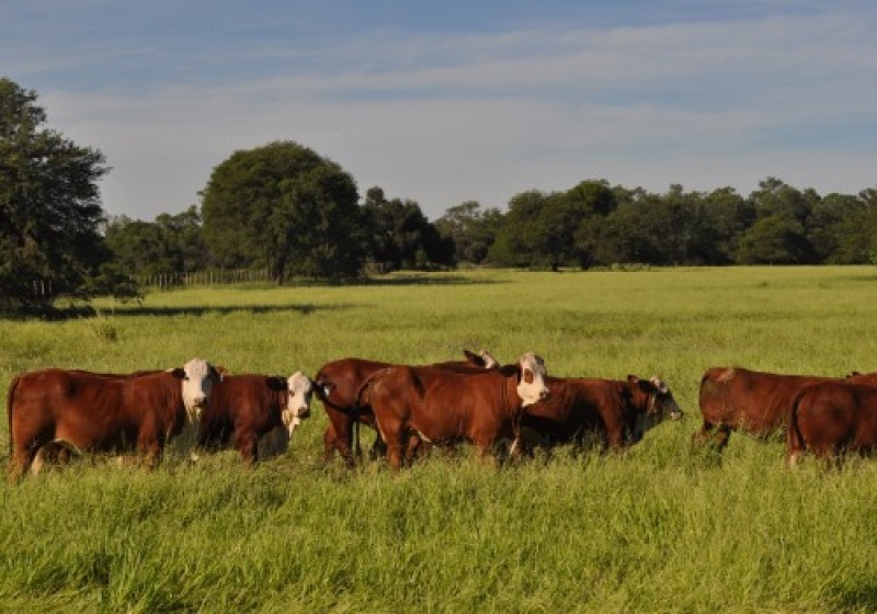 Mesa Olavarra: campos calculan productividad y huella de carbono